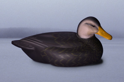 Black Duck