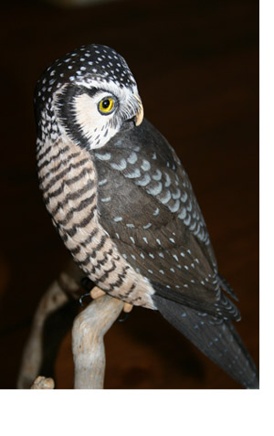 Northern Hawk Owl