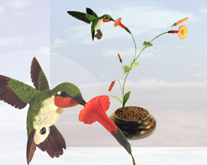 Ruby-throated Hummingbird